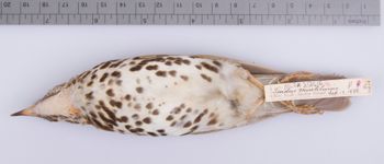 Media type: image;   Ornithology 212616